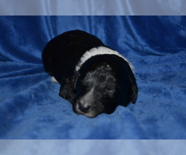 Medium Photo #2 Aussiedoodle Puppy For Sale in PLEASANT HILL, MO, USA