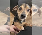 Small #4 Chihuahua