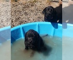 Puppy Black Female Labrador Retriever