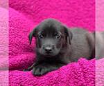 Small #3 Labrador Retriever Mix
