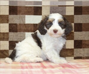 Bernedoodle (Miniature) Puppy for sale in DENVER, PA, USA