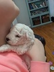Small Photo #7 Bichon Frise Puppy For Sale in NORTH BRANCH, MN, USA