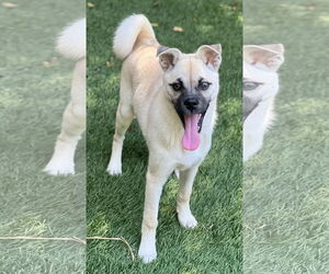 Pippa - Female Pug-Shiba Inu Mix Dog for Adoption - Photo #7