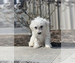 Small #3 Bichon Frise