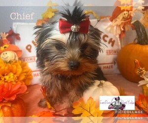 Yorkshire Terrier Puppy for sale in DAVENPORT, FL, USA