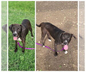 Labrador Retriever-Unknown Mix Dogs for adoption in San Antonio, TX, USA