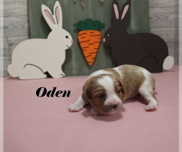 Medium Photo #7 Cavalier King Charles Spaniel Puppy For Sale in CHANUTE, KS, USA