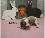 Small #6 Cavalier King Charles Spaniel