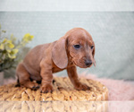 Small Photo #10 Dachshund Puppy For Sale in ROME CITY, IN, USA