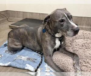 American Pit Bull Terrier Dogs for adoption in Pasadena, CA, USA