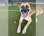 Small #2 Rhodesian Ridgeback Mix