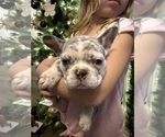 Small #5 French Bulldog