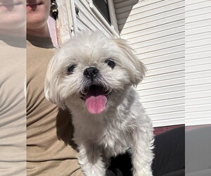 Winnie - Female Shih Tzu-Unknown Mix Dog for Adoption - Photo #3