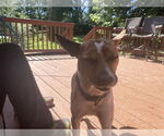 Small #4 Chihuahua-Retriever  Mix