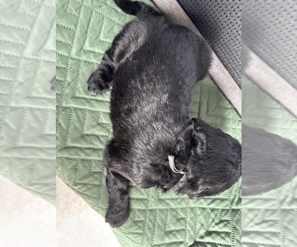 Medium Photo #23 Saint Berdoodle Puppy For Sale in HOMOSASSA, FL, USA