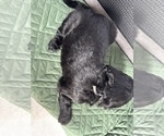 Small Photo #23 Saint Berdoodle Puppy For Sale in HOMOSASSA, FL, USA