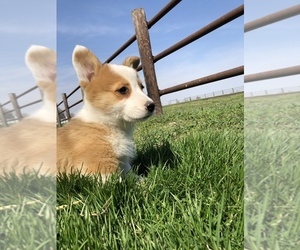 Pembroke Welsh Corgi Puppy for sale in ARTHUR, IL, USA