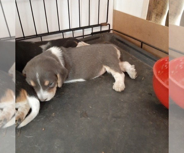 Medium Photo #8 Beagle Puppy For Sale in CARTHAGE, TX, USA