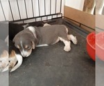 Small Photo #8 Beagle Puppy For Sale in CARTHAGE, TX, USA