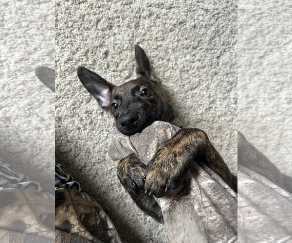 Medium Photo #2 Labrador Retriever-Unknown Mix Puppy For Sale in Aurora, CO, USA