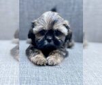 Small Photo #3 Shih Tzu Puppy For Sale in REDLANDS, CA, USA