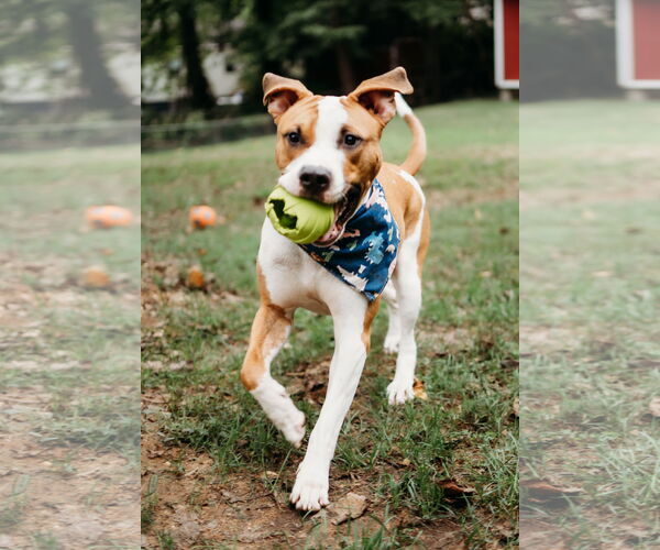 Medium Photo #4 American Bulldog Puppy For Sale in Rockville, MD, USA
