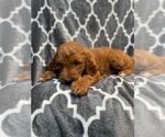 Small Photo #7 Goldendoodle Puppy For Sale in LAKELAND, FL, USA