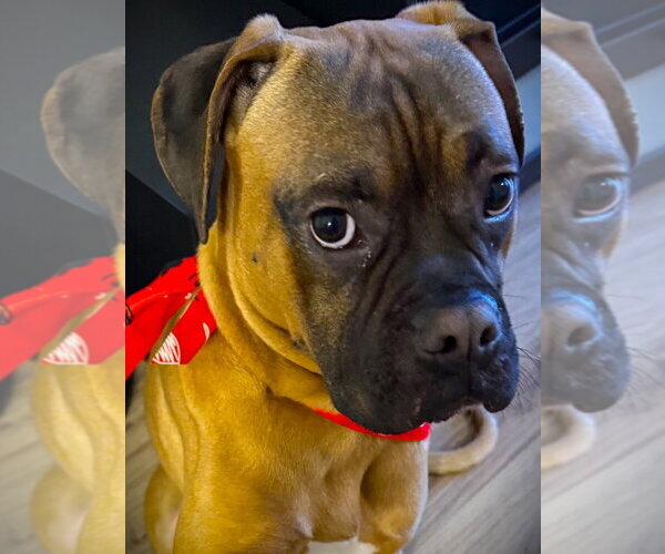 Medium Photo #3 Boxer Puppy For Sale in Austin, TX, USA