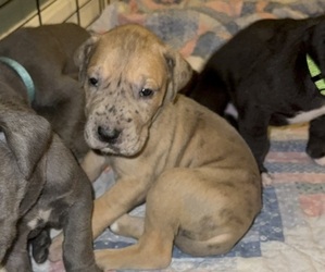 Great Dane Puppy for sale in MILLVILLE, NJ, USA