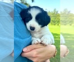 Image preview for Ad Listing. Nickname: Huey