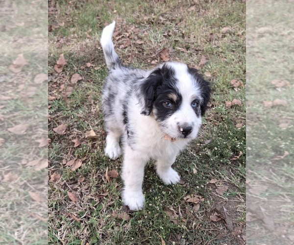 Medium Photo #8 Aussiedoodle Puppy For Sale in WILLS POINT, TX, USA