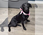 Small Labrador Retriever Mix