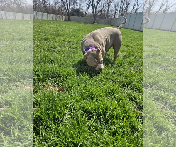 Medium Photo #11 American Pit Bull Terrier-Unknown Mix Puppy For Sale in Crete, IL, USA