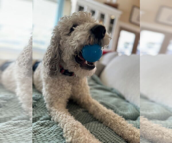 Medium Photo #8 Mutt Puppy For Sale in Sandy, UT, USA