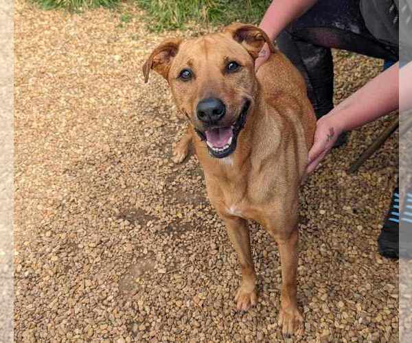 Medium Photo #3 Black Mouth Cur-Unknown Mix Puppy For Sale in Anniston, AL, USA