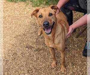 Harley - Female Black Mouth Cur-Unknown Mix Dog for Adoption - Photo #3
