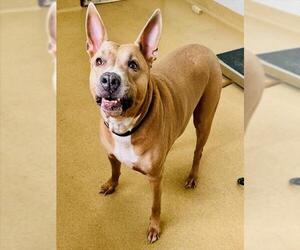 Mutt Dogs for adoption in Derwood, MD, USA