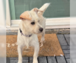 Small #2 Jack Russell Terrier-Miniature Schnauzer Mix
