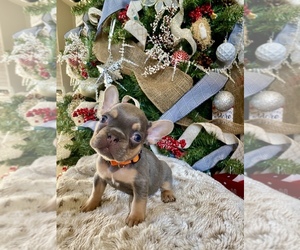 French Bulldog Puppy for sale in HEMET, CA, USA