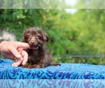 Small #6 Poodle (Toy)-YorkiePoo Mix