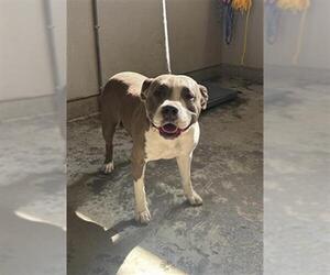 Mutt Dogs for adoption in Camarillo, CA, USA