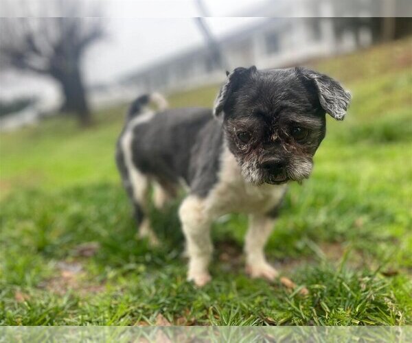 Medium Photo #2 Shih Tzu-Unknown Mix Puppy For Sale in New York, NY, USA