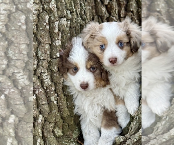 Medium Photo #1 Miniature Australian Shepherd Puppy For Sale in ANTHONY, FL, USA