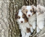 Small Miniature Australian Shepherd