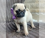 Small Photo #1 Pug Puppy For Sale in NILES, MI, USA