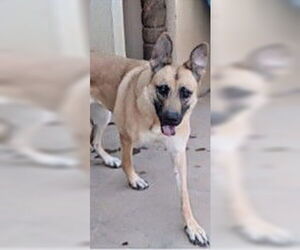 JANIE - Female Mutt Dog for Adoption - Photo #4
