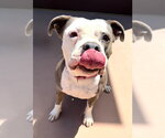 Small #35 American Staffordshire Terrier Mix