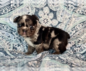 Medium French Bulldog