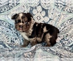 Small French Bulldog