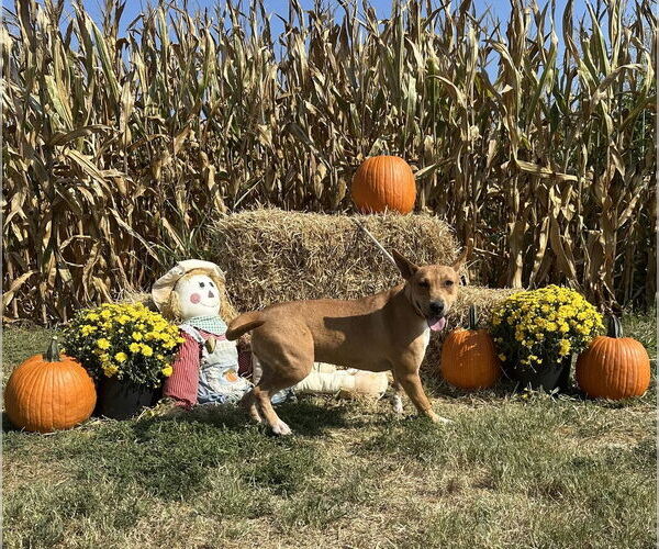 Medium Photo #9 Mutt Puppy For Sale in Evansville, IN, USA